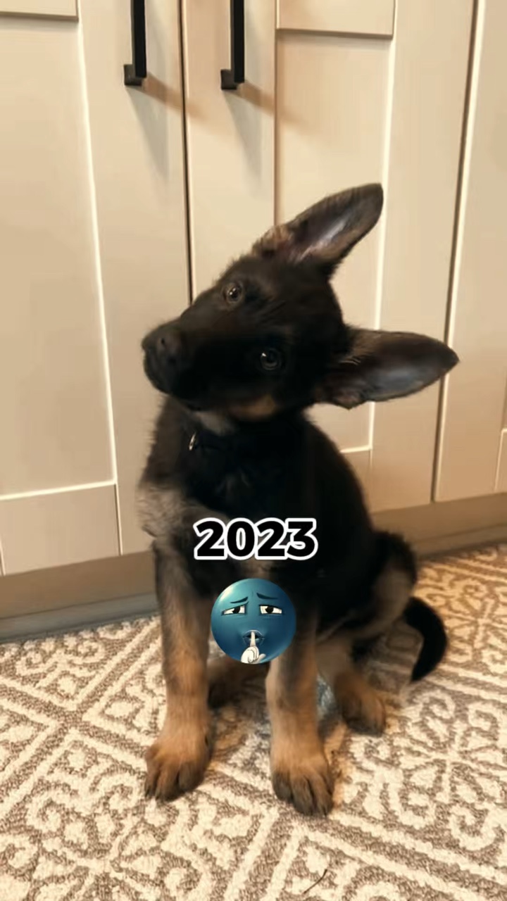 Mi Perro 