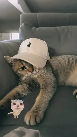 lagu kucing Cina 