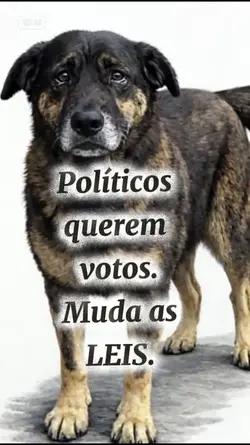 cão Orelha 