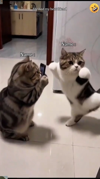 Funny Dance Trend
