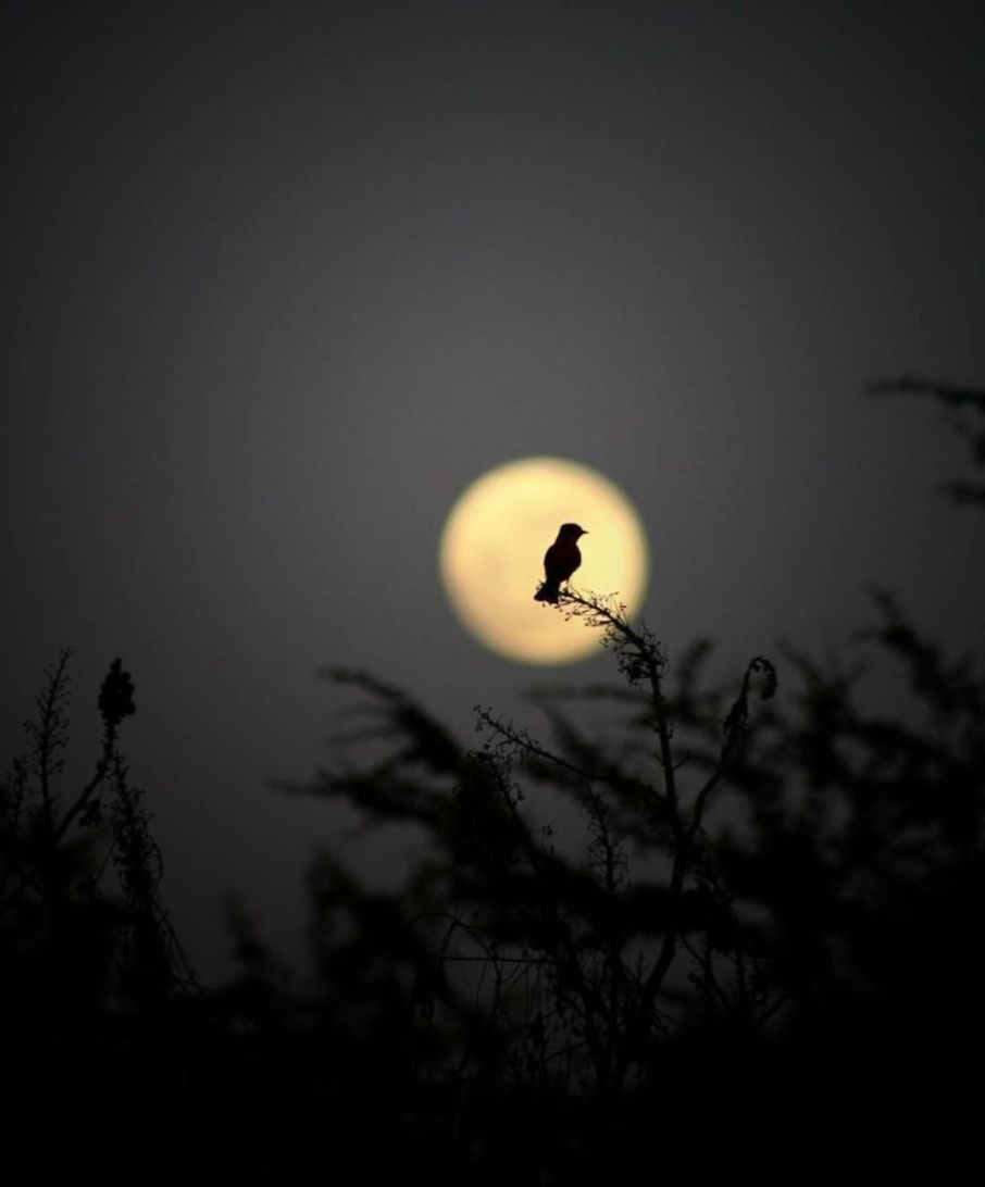 Bu gece için mesaj