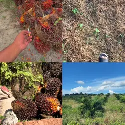 4 video petani sawit