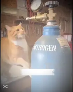Chat drôle 