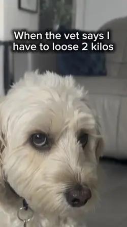 Pet template 
