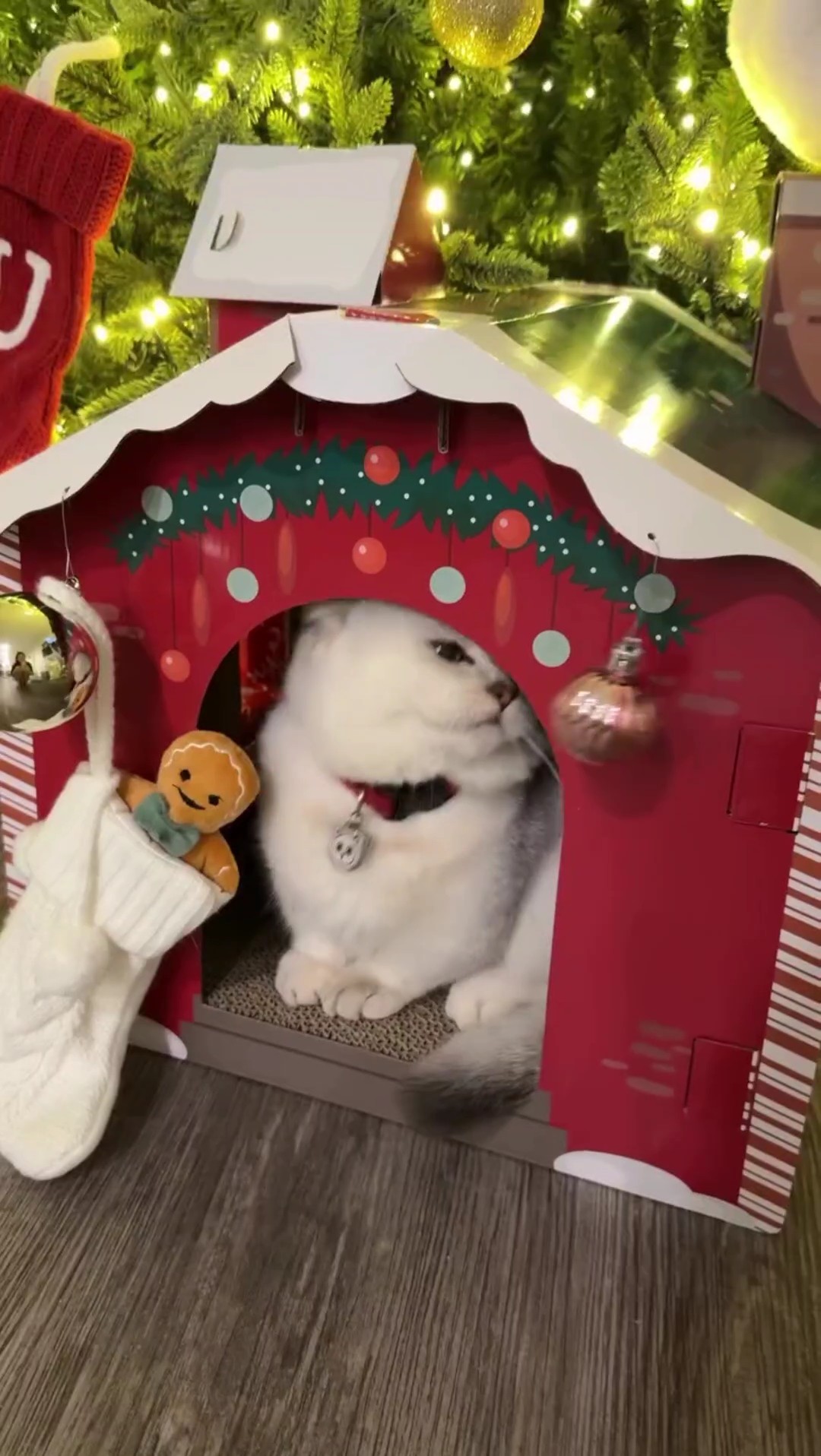 Ideia de casa de natal para animais de estimação