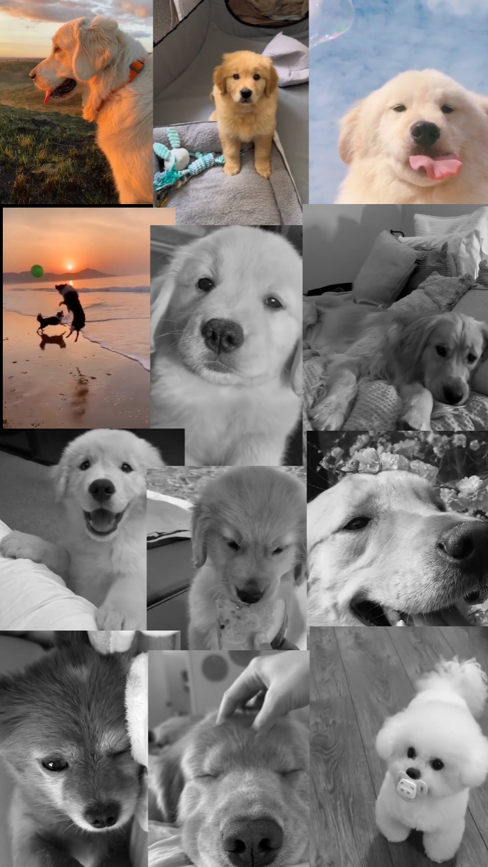 Dump vidéo pour animaux de compagnie
