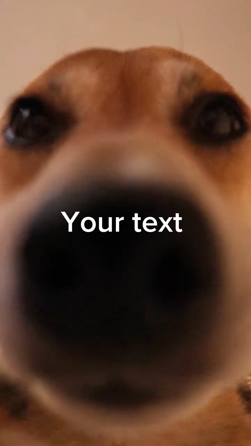 Hund Meme