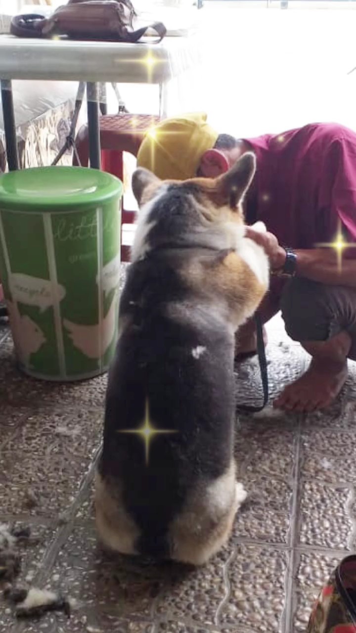 couper les poils de mon chien