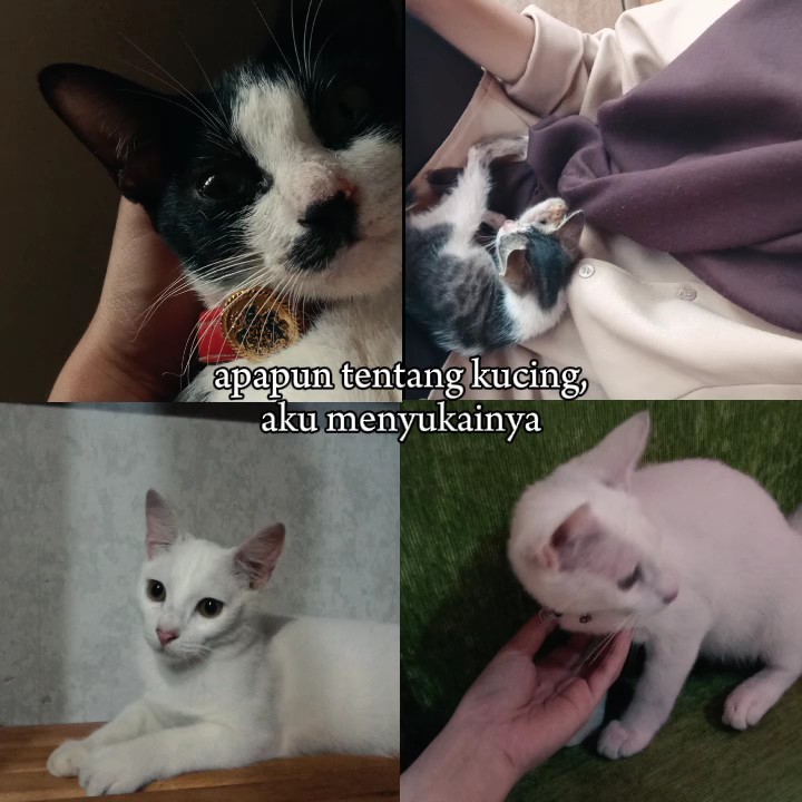 Tentang-Kucing