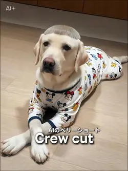 AIのベリーショート