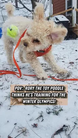 Doggy Olympics 