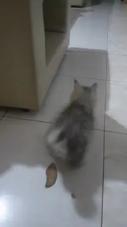 Peliharaan lucu
