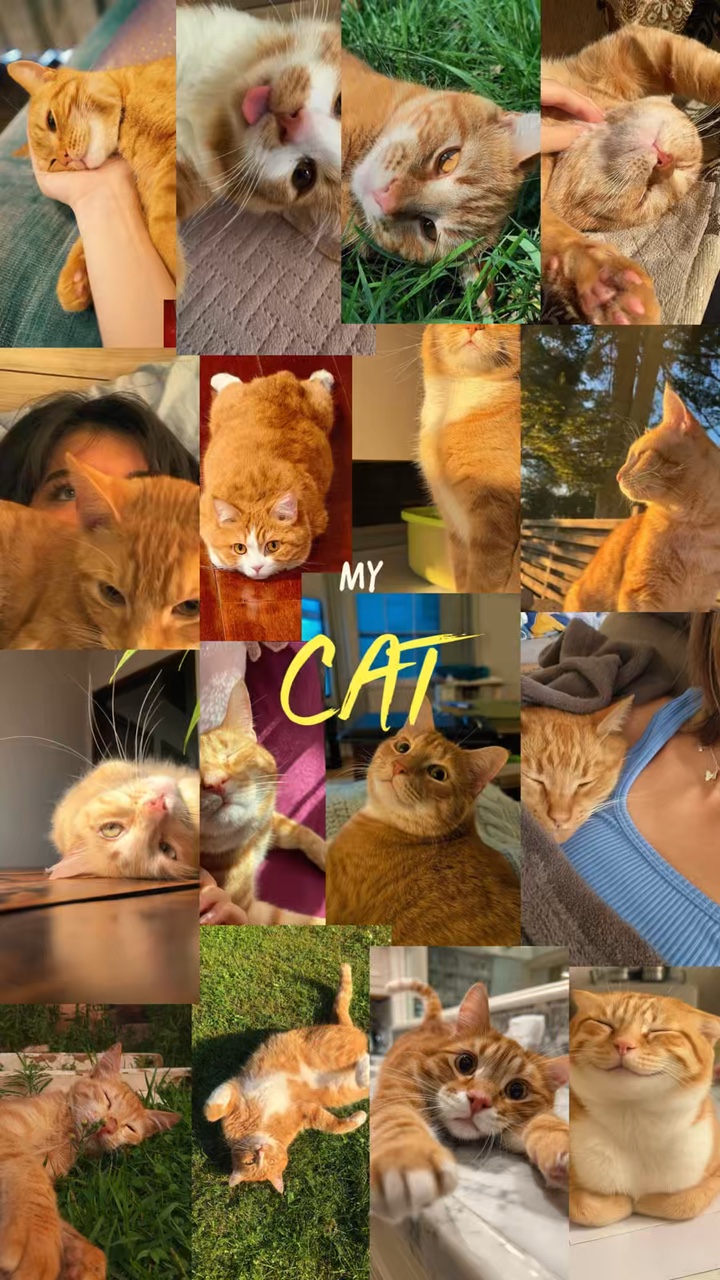Meine Katzenmomente