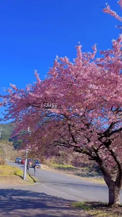 Mẫu Sakura 🌸