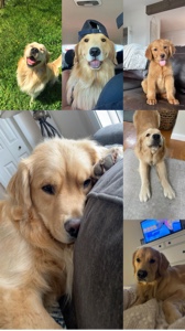 Día del cachorro 🐶🥺