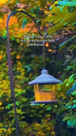 kicau mania