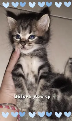 Kucing Glow Up💅🏻