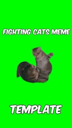 Cats fighting meme
