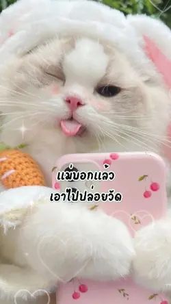 เราก็ดื้อด้วยซิ