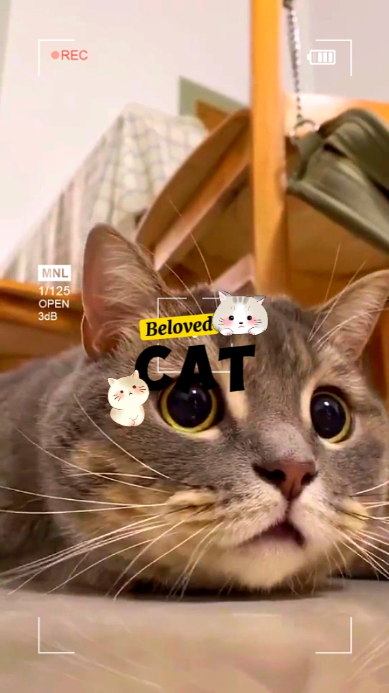 Vlog Kucing