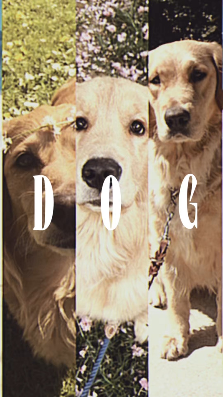 Dog animals