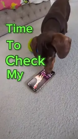 Funny Dog Template 