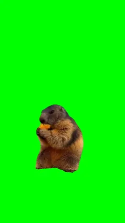 GroundHog Eating 