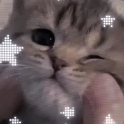고양이