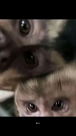 trend monkey