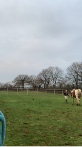 Se cheval ❤️❤️