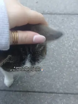 Bdh de chats crmt