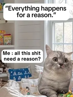 Cat confuse