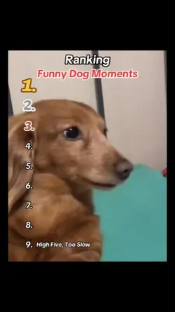 Funny Dog Moment 