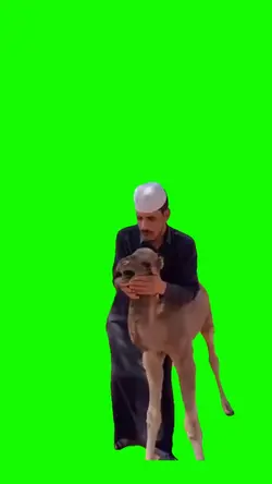 Out of breah camel