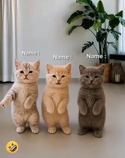 Dancing Cat Trend 