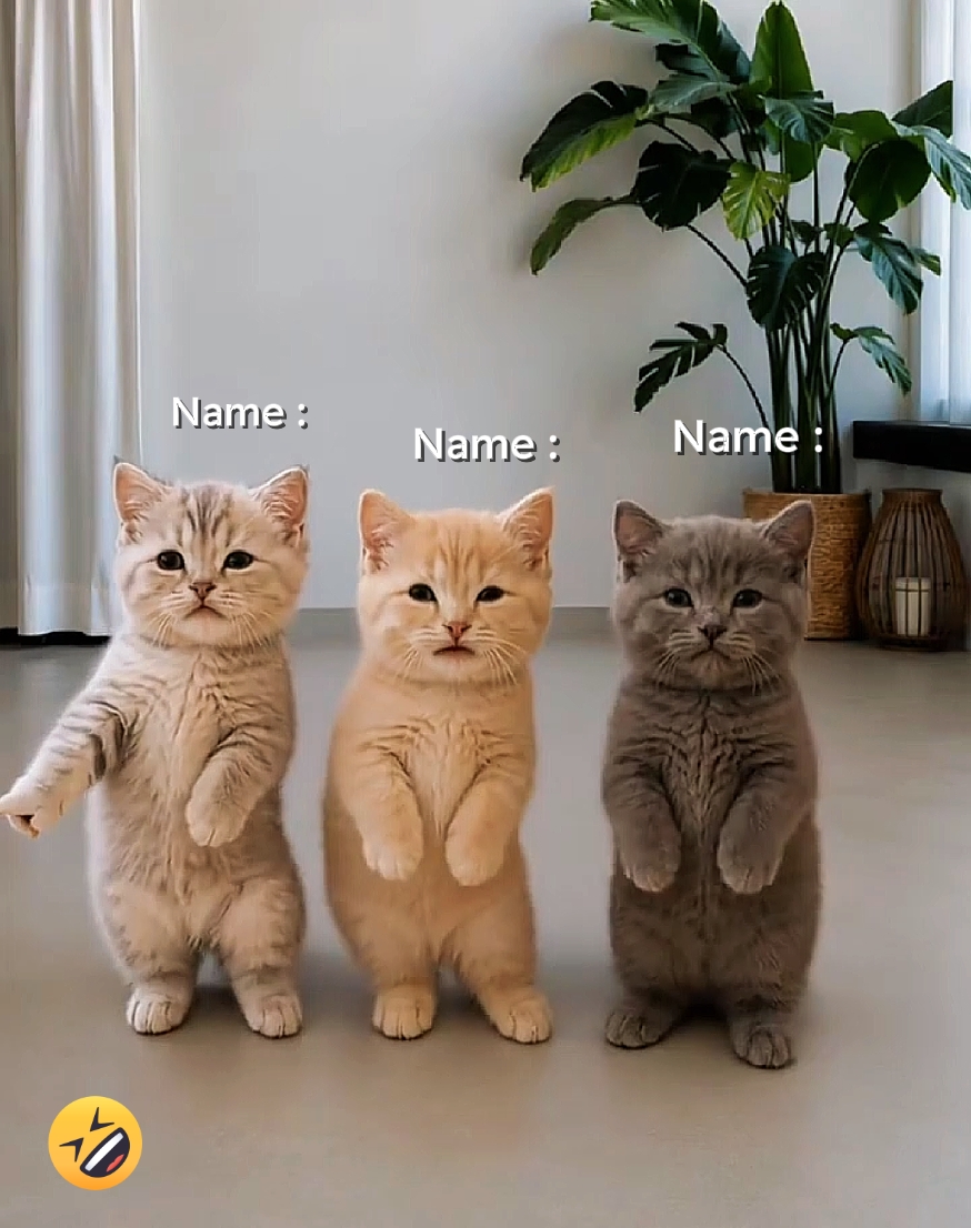 Tendencia del Gato Bailarín 