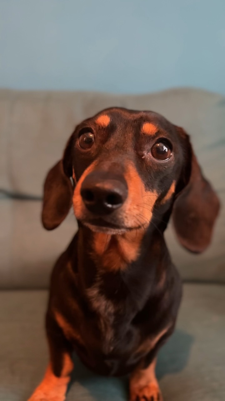 Dachshund wave