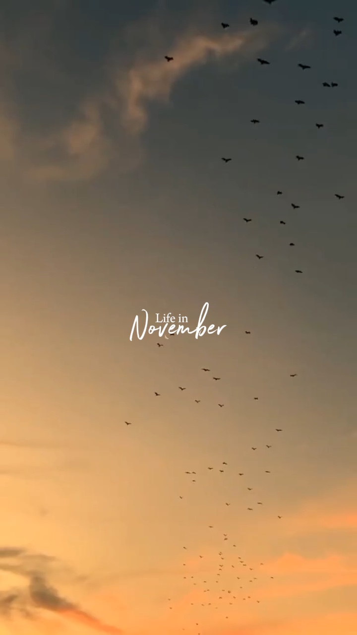 Vida en noviembre 