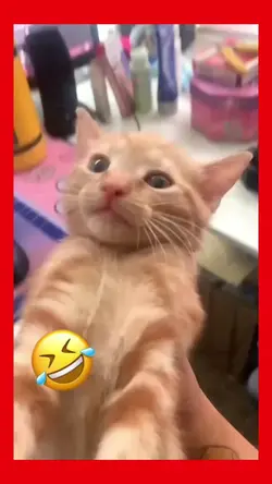 tiktok viral
