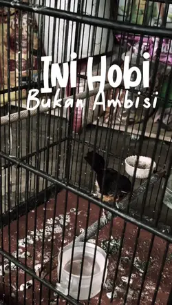 hobi burung