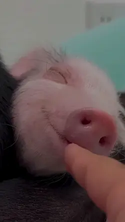 Pig Transition 