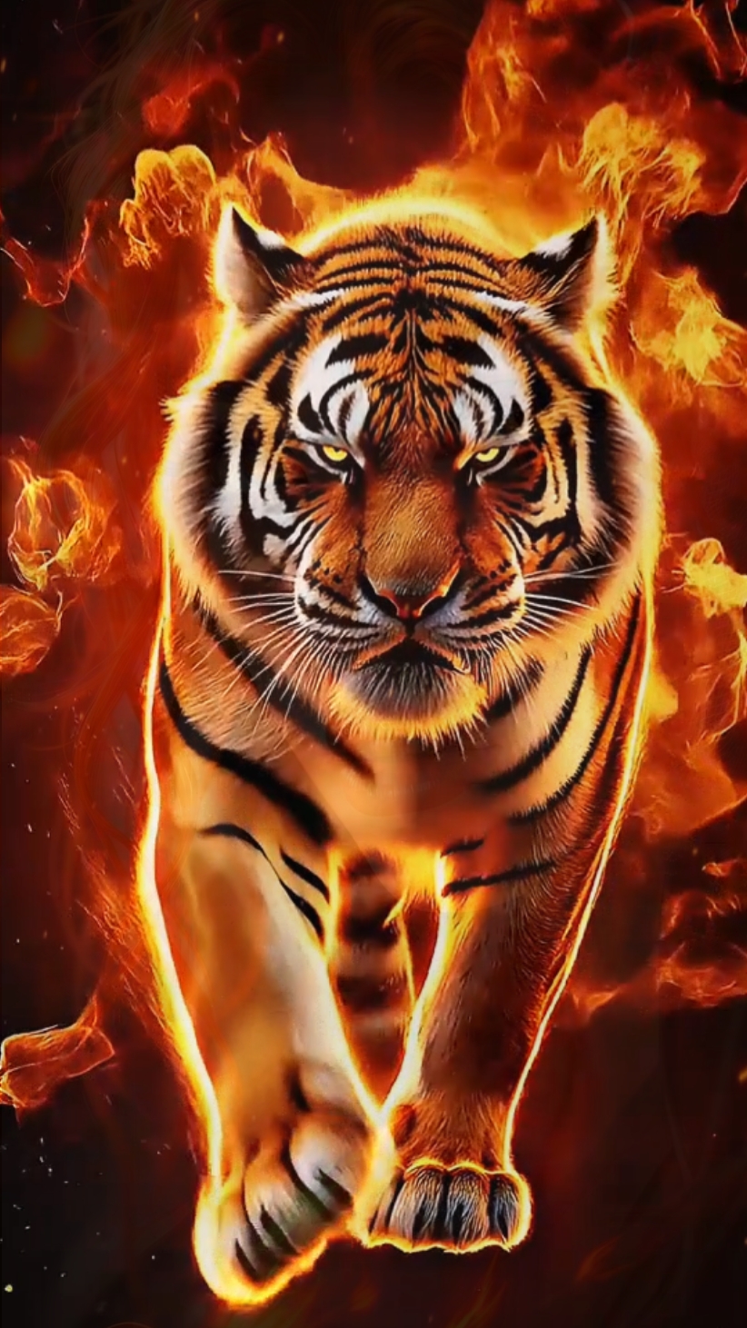 TIGRE 