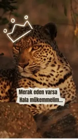 Motivasyon 