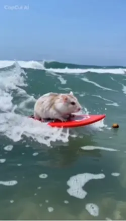 Hamster surfing