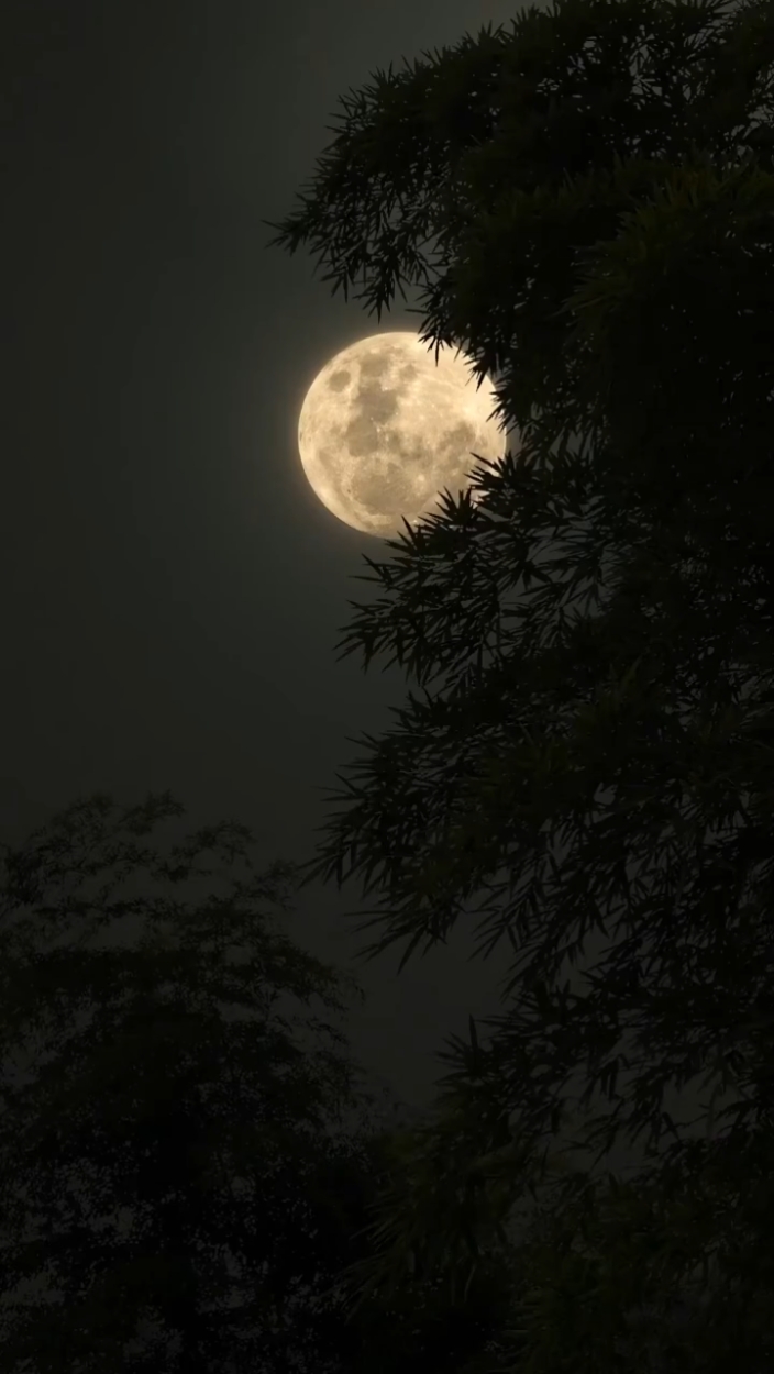 Plantilla De Luna