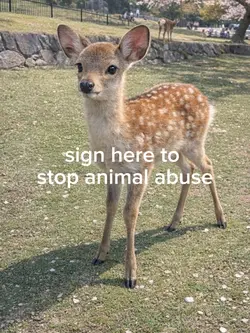stop animal abuse