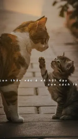 Mẫu hay về cha mẹ 
