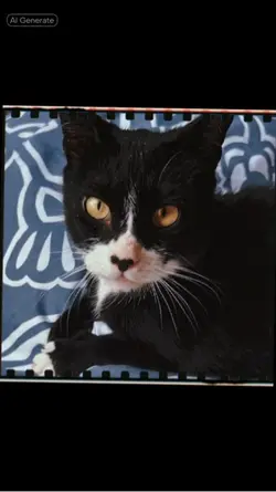 Oreo 🐈⬛