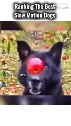 1er vidéo de chiens