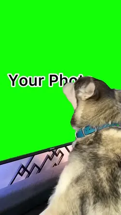 Dog Licking Screen